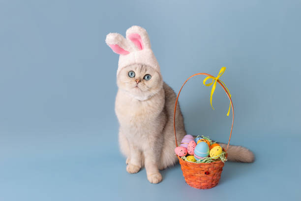 istock Adorable white cat in hat with bunny ears and Easter basket with colorful eggs on blue background 1796190973