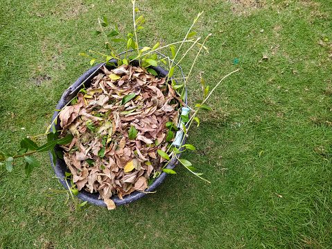 Dry leaves trash in a bucket on the grass.