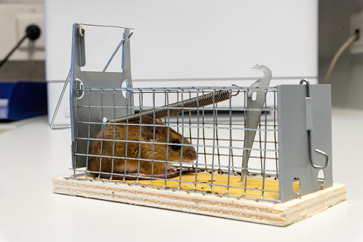 Little mouse sits trapped in a wire trap against blurred backgroundLittle mouse sits trapped in a wire trap against blurred background