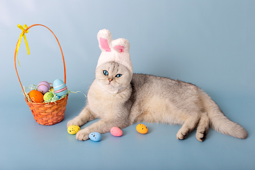 Funny white cat in hat with bunny ears and Easter basket with colorful eggs on blue background