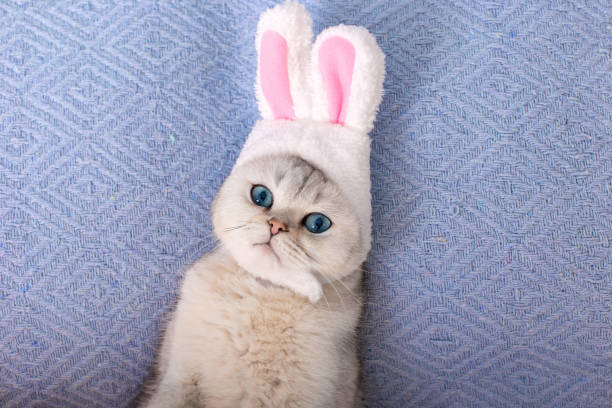 istock Cute white cat in hat with bunny ears lie on bed on blue background 1796194953