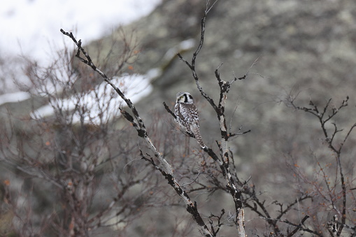 northern hawk-owl or northern hawk owl (Surnia ulula) Norway
