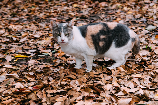 Calico cat on fallen autumn leaves