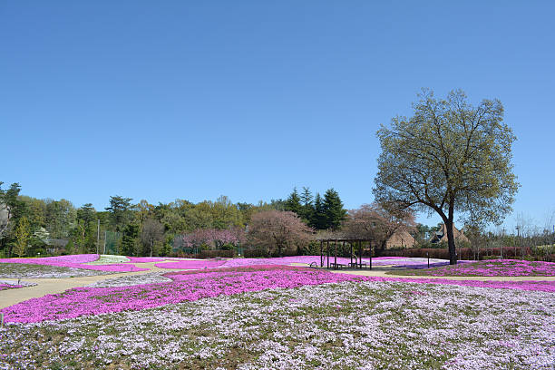 landscape with flowers, pink moss, shibazakura stock photo