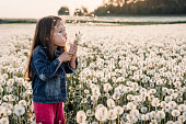 Girl holding white dandelions and blowing flowers standing in blowballs field. Tassels of blooming flying through air.