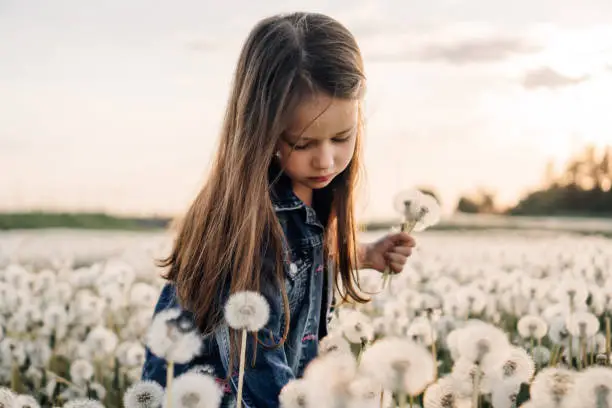 Photo of Girl collecting bouquet in field of white dandelions at sunset. Kid reaching down to pick flower with posy in hand.