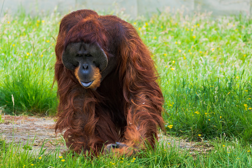 A male orangutan walking alone.