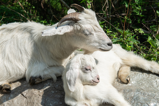 Goat is distributed widely throughout the world and dominating the livestock population in Nepal.