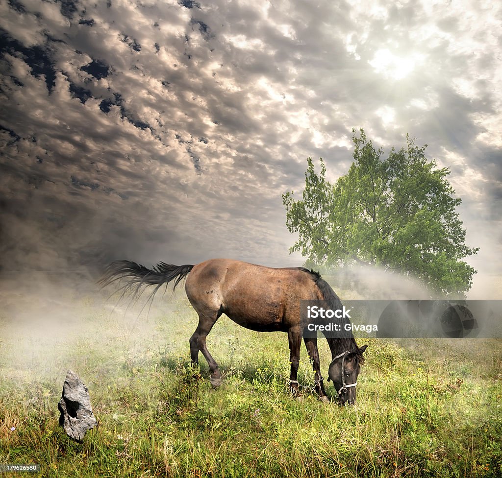 Лошадь в луг - Стоковые фото Весна роялти-фри