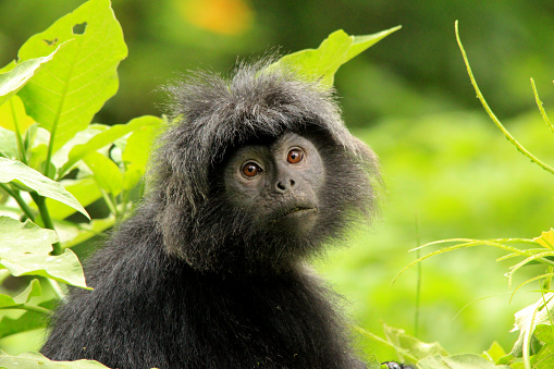 Javan Lutung or Ebony Leaf Monkey is a relatively uncommon species of langur whose population in recent years has been classified as by IUCN as vulnerable to endangered. It can be found in rain forest of Java and Bali, Indonesia.