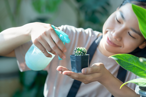 Close up of woman's hand and cactus black potted with blurred woman using a green spray bottle containing natural extracts help prevent insect spraying on cactus farm. Selective focus on hand
