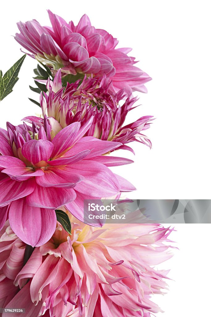 Rosa dahlias - Foto de stock de Belleza de la naturaleza libre de derechos