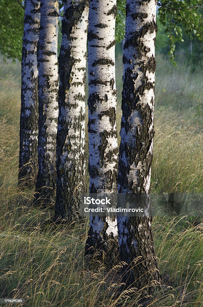 Birken Kofferraum - Lizenzfrei Abenddämmerung Stock-Foto