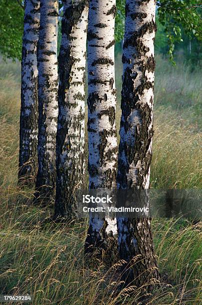 Bétula Árvores Trunk - Fotografias de stock e mais imagens de Anoitecer - Anoitecer, Ao Ar Livre, Arbusto