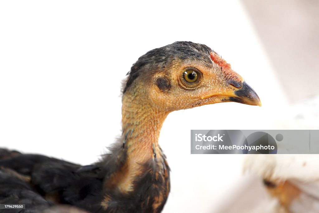 I polli sono Foraggiamento accanto a Coop. - Foto stock royalty-free di Animale