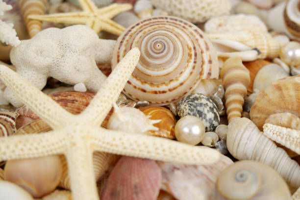 istock Many tropical seashells, corals and starfishes as background 1796297884