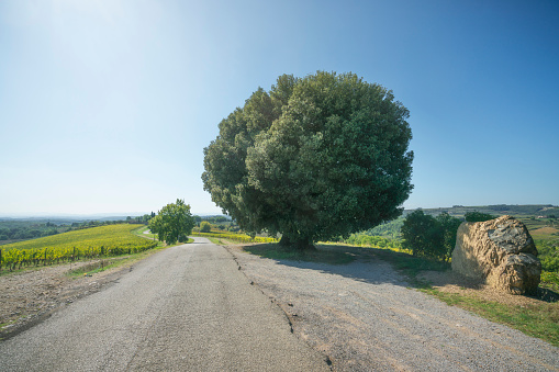 The Holm Oak or Holly Oak tree of Chianti region. Gaiole in Chianti. Tuscany region, Italy