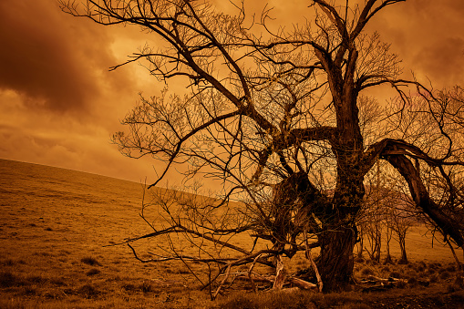 Fantastic and dark bare tree in the fiery colors of dusk and a dramatic sky background. Trendy color gradation.