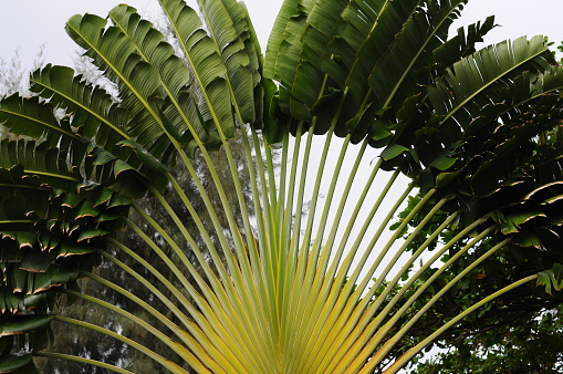 Tropical Palm leaves in the garden, Green leaves of tropical forest plant for nature pattern and banner
