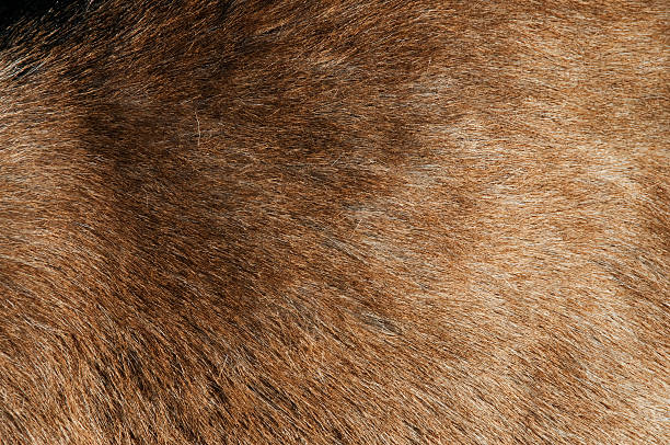 istock Skin and coat of a goat 179631403