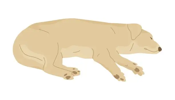 Vector illustration of Labrador lies on its side. Sleeping dog. Friend of human. Vector illustration for veterinary clinics and pet stores.