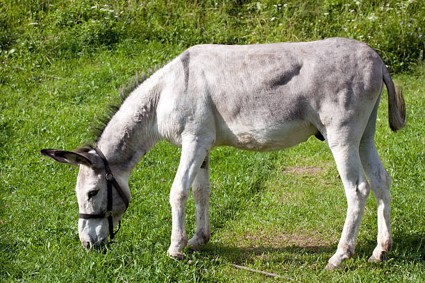 szary osioł - donkey mule large grazing zdjęcia i obrazy z banku zdjęć