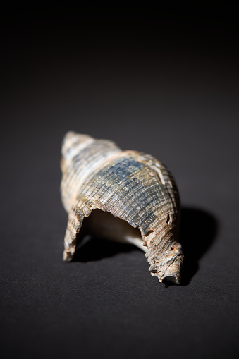 Close up of broken sea shell on dark background.