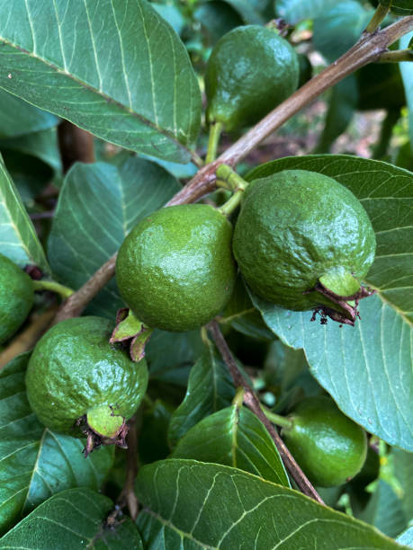 Green feijoa fruits on a tree, ripe healthy harvest Green feijoa fruits on tree, ripe healthy harvest pineapple guava stock pictures, royalty-free photos & images