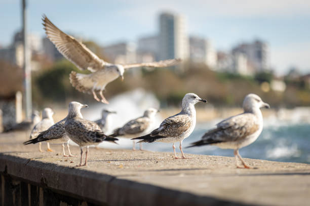Seagulls are standing on over by the sea.