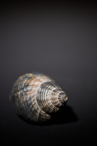 Close up of textured sea shell on dark background.