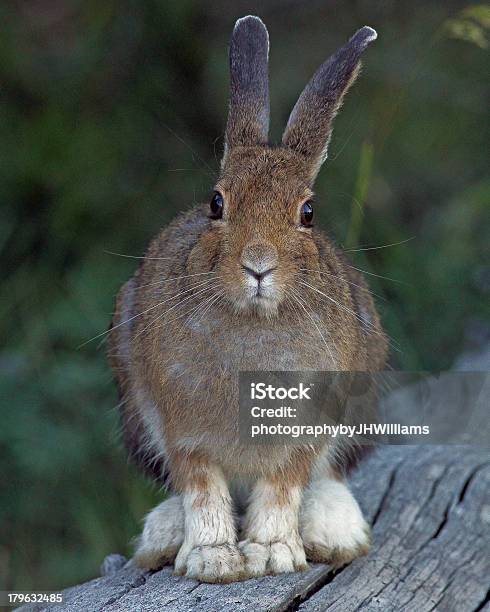 Snowshoe Hare On Fallen Tree Stock Photo - Download Image Now - Hare, Mammal, No People