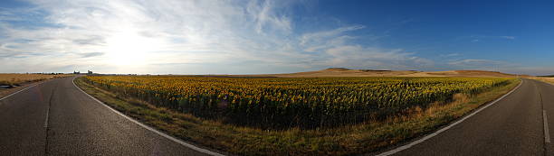 istock Flower Field and road wide Panoramic View 179632513