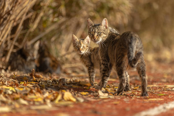 Tabby stray cat and kittens.