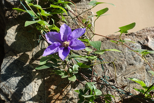 Purple flower of Clematis in mid October