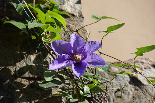 Vibrant purple flower of Clematis in mid October