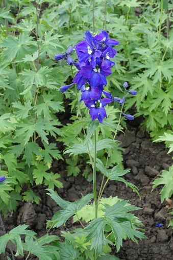 Blue and white flowers of larkspur in June