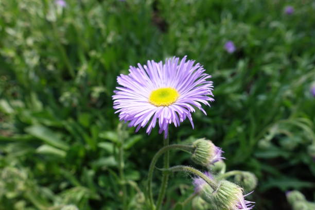 Single violet flower of Erigeron speciosus in May