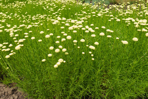 Plenty of flowers of Santolina virens in June Plenty of flowers of Santolina virens in June santolina rosmarinifolia stock pictures, royalty-free photos & images