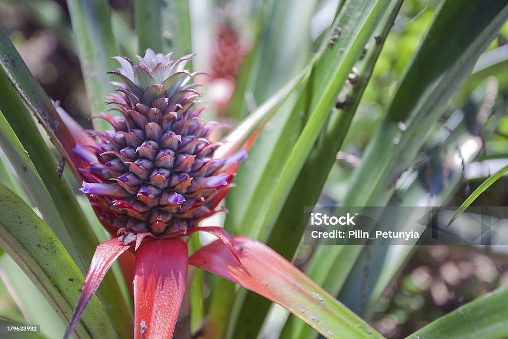 Рост виде ананаса - Стоковые фото Азия роялти-фри