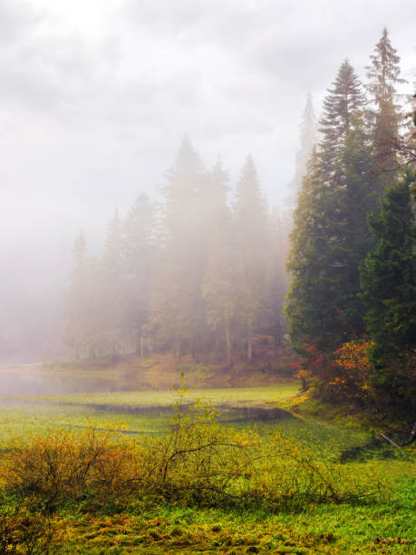 istock spruce forest by the lake in fog 1796341760