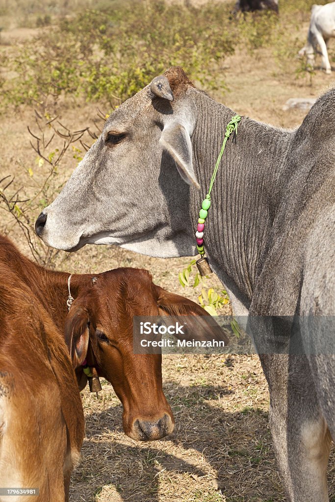 Mucca con vitello giovane madre di riposo in un campo - Foto stock royalty-free di Accudire