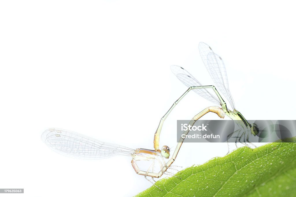 Lestes Barbarus dragonfly O acasalamento isolado - Foto de stock de Acasalamento de animais royalty-free