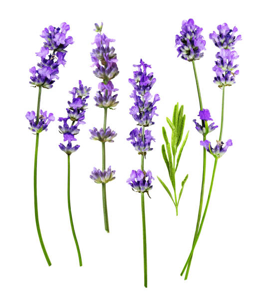 istock Lavender separate flowers isolated on a white background 1796357152