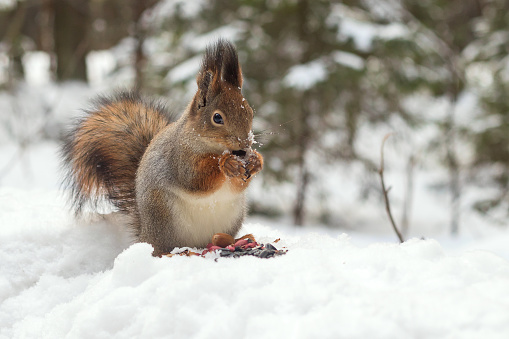 A fluffy wild cute squirrel sits in a winter snowy forest and gnaws seeds and peanuts.