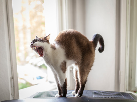 Stretching snowshoe cat