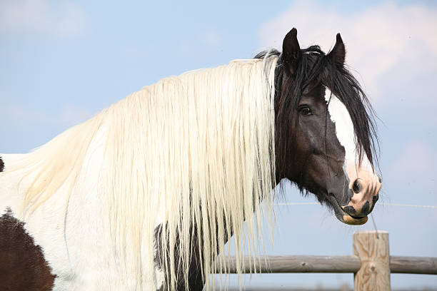 Gorgeous irish cob stallion with long mane stock photo