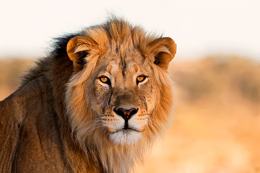 Male Lion posing beautifully in the soft afternoon light in the Kalahari Desert in South Africa