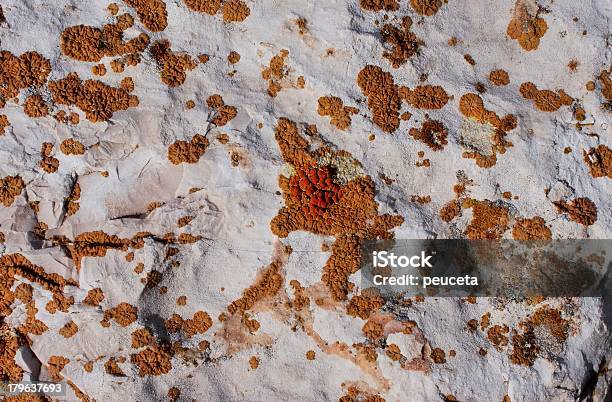 Primer Plano De Coloridos Lichens Foto de stock y más banco de imágenes de Alga - Alga, Colorido, Con textura