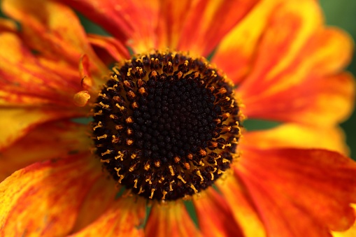 Orange flower in close up