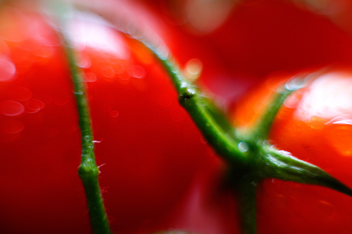 tomatoes close together